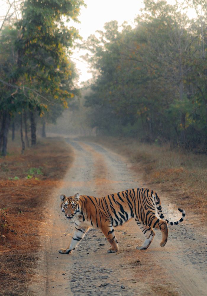 images/new-deal/Uttarakhand Tour Package 7 Nights 8 Days 2.jpg